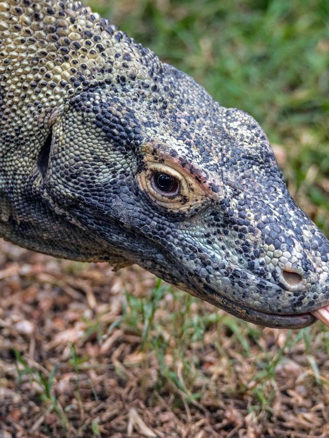 Anatomy of the Mighty Komodo Dragon