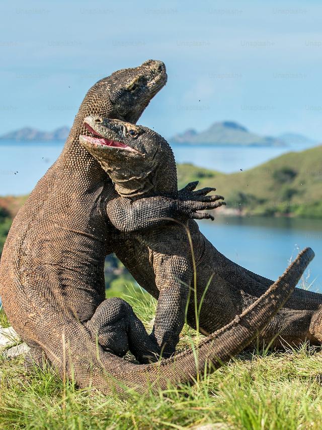 Behold the Komodo Dragon: A Living Dinosaur?