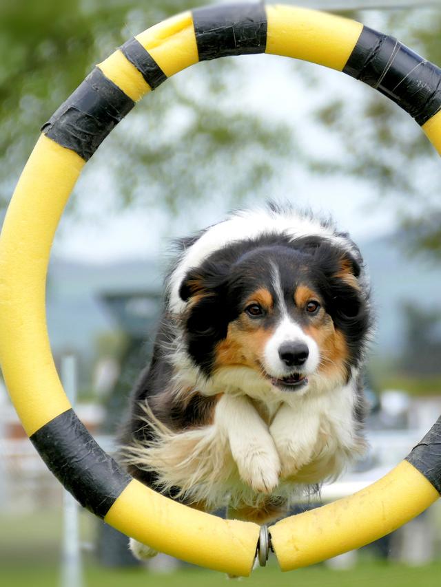 Benefits of Dog Agility Training