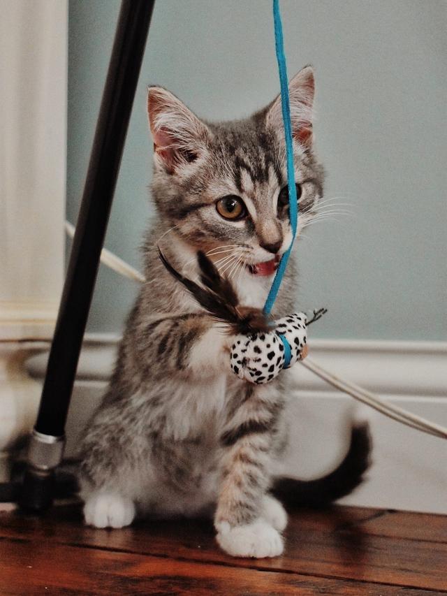 Best Cat Toys for Indoor Fun