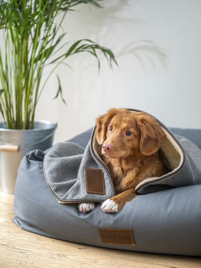 Best Dog Beds