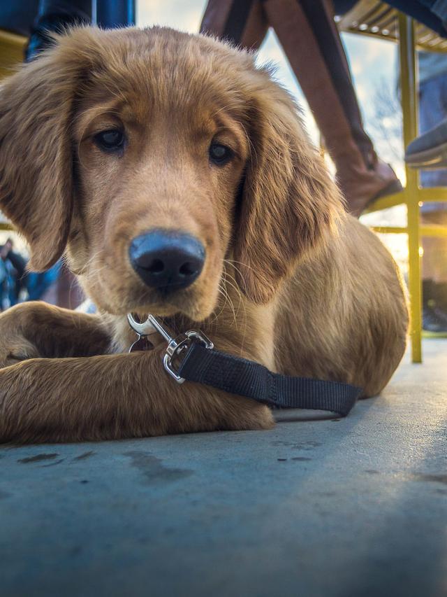 Best Dog-Friendly Cafes