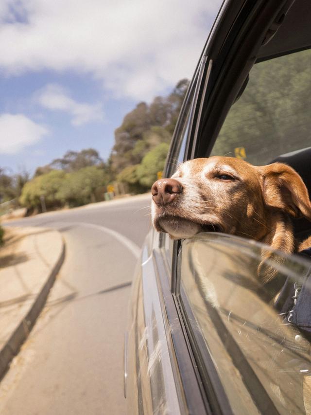 Best Dog-Friendly Road Trips