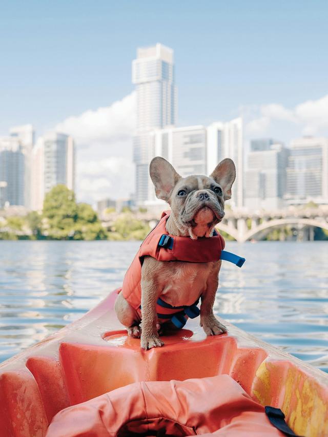 Best Dog-Friendly Travel Destinations