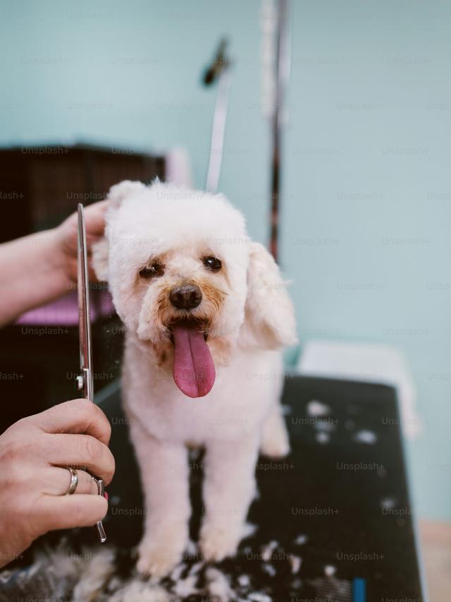 Best Dog Grooming Salons