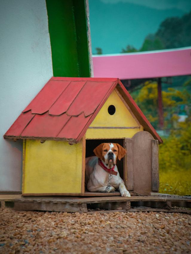 Best Dog House Designs