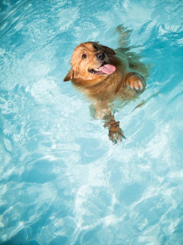 Best Dog Pools