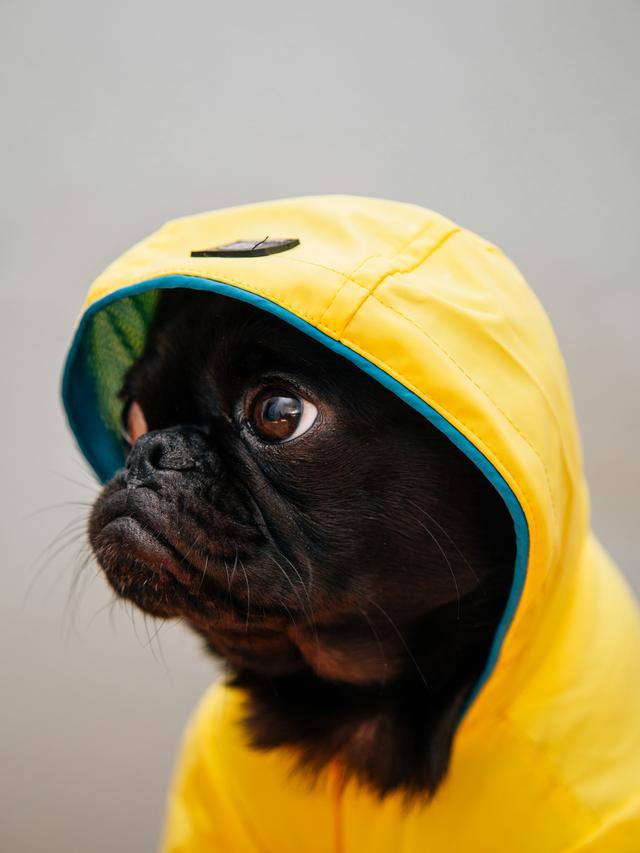 Best Dog Raincoats