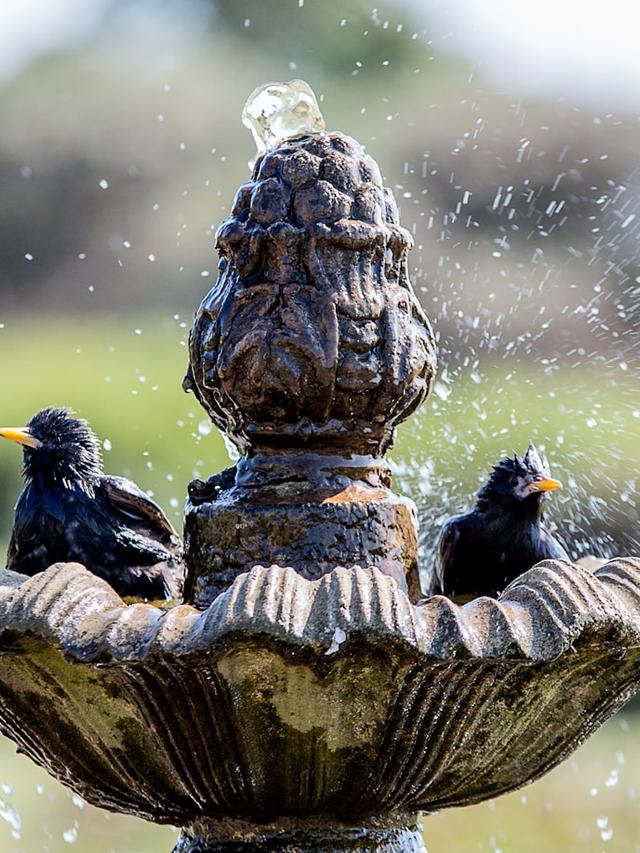 Best Ground Bird Baths for Natural Garden Settings