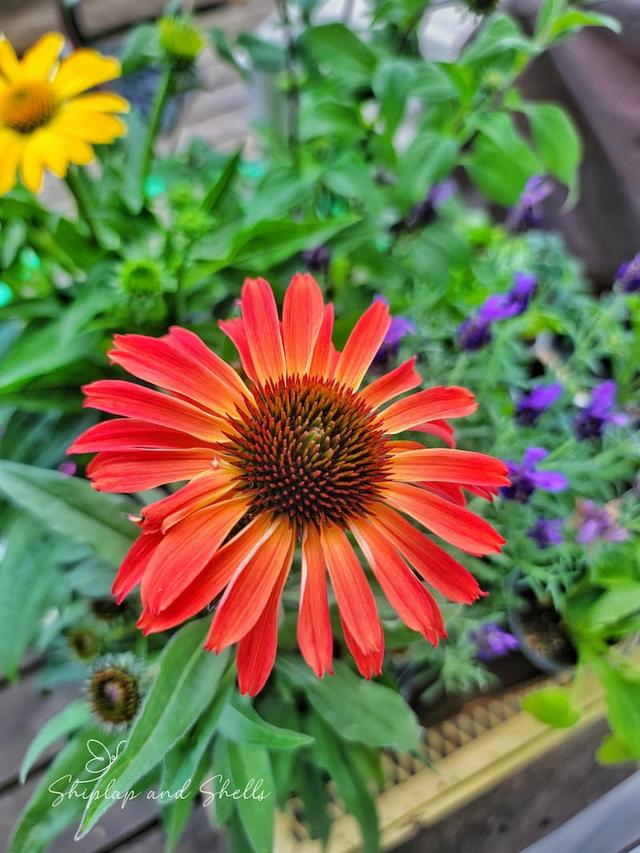 Best Low-Maintenance Perennial Flowers for Gardening in Water-Rich Environments