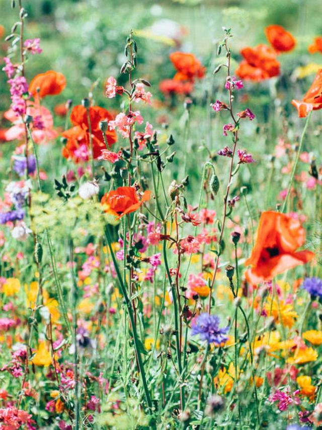 Best Perennial Flowers for Attracting Pollinators