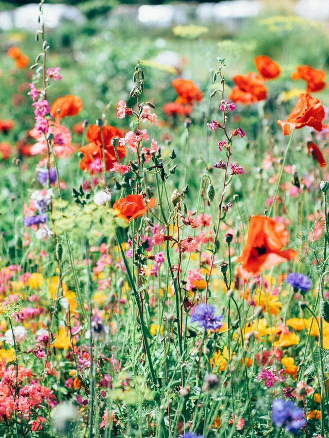 Best Perennial Flowers for Color Coordination