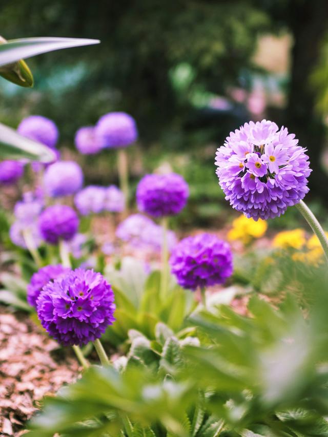 Best Perennial Flowers for Eco-Friendly Gardens