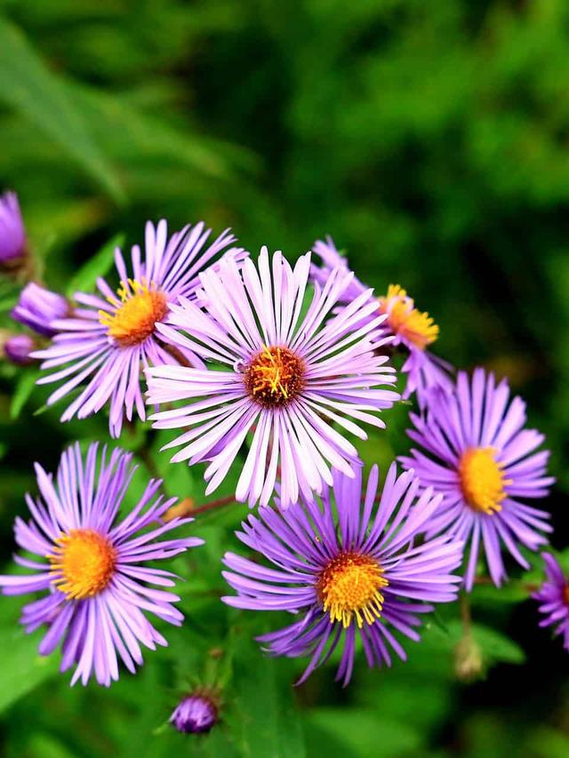 Best Perennial Flowers for Evergreen Gardens