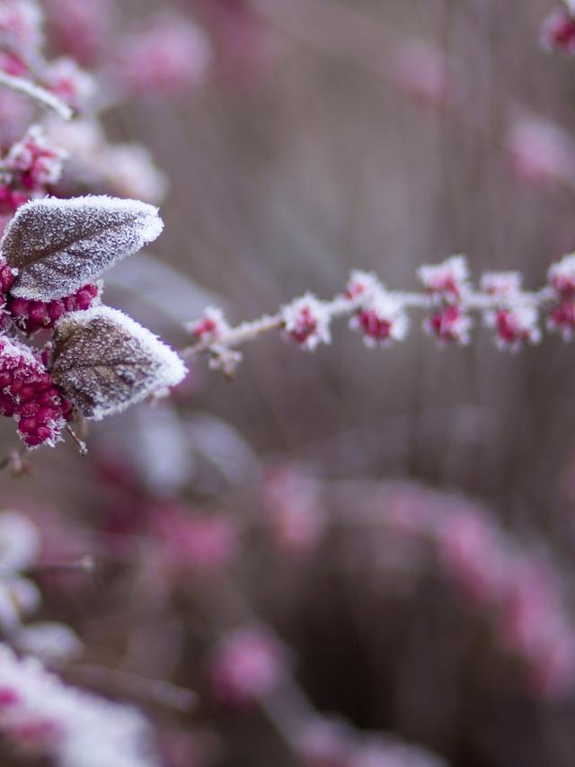 Best Perennial Flowers for Frost Pockets