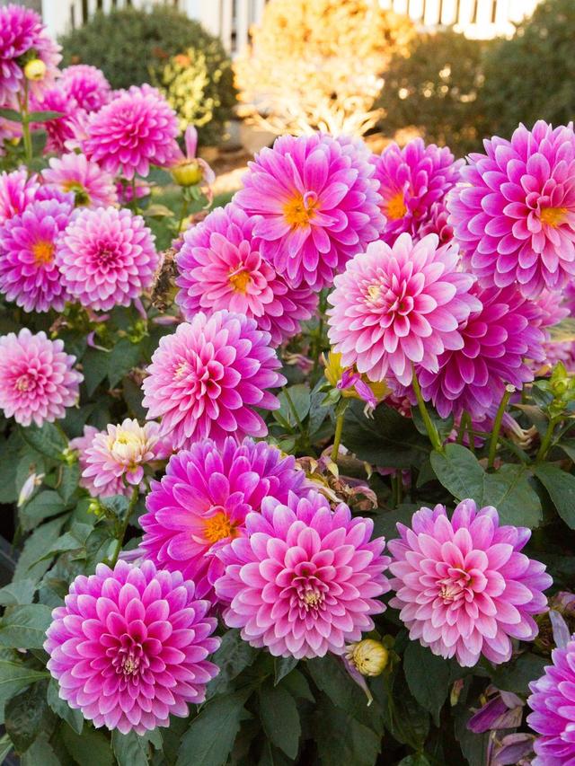 Best Perennial Flowers for Hot and Humid Climates