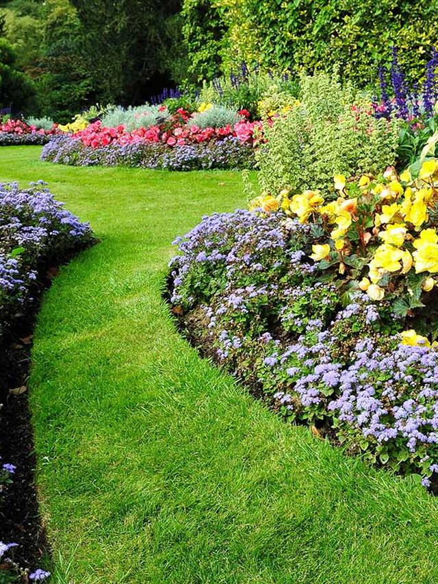 Best Perennial Flowers for Mass Planting