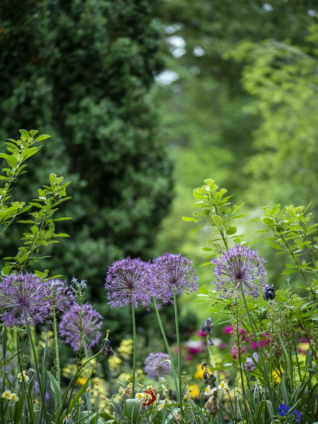 Best Perennial Flowers for Natural Gardens