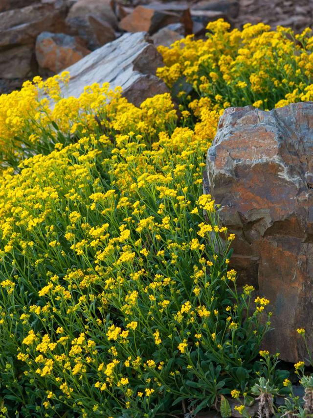 Best Perennial Flowers for Rockeries