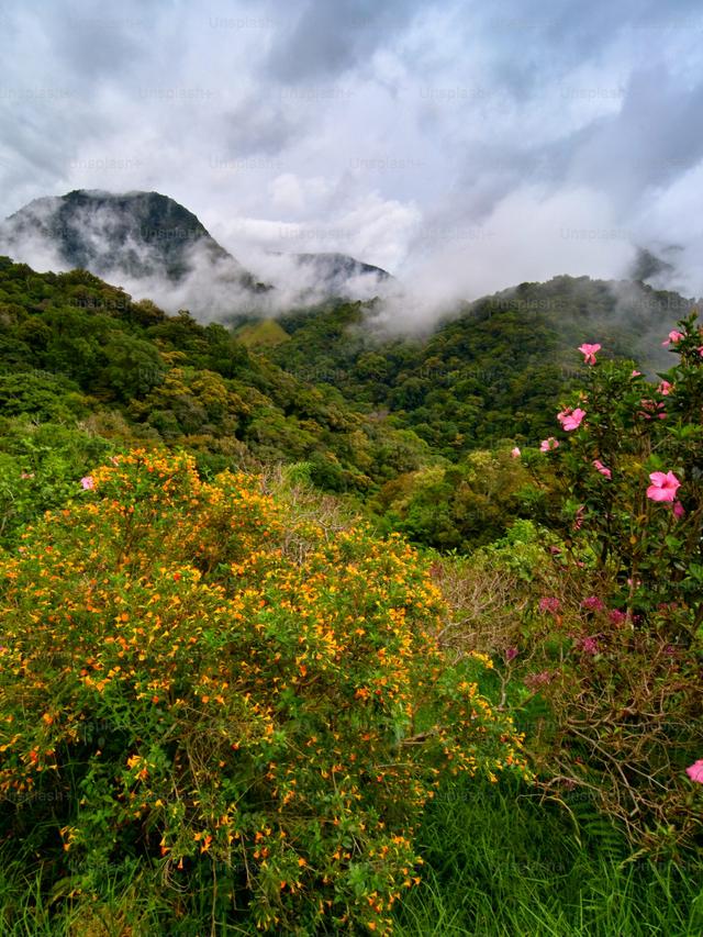 Best Perennial Flowers for Slopes and Hillsides