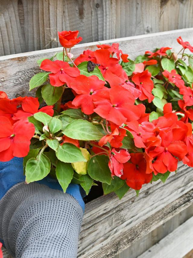 Best Perennial Flowers for Window Boxes