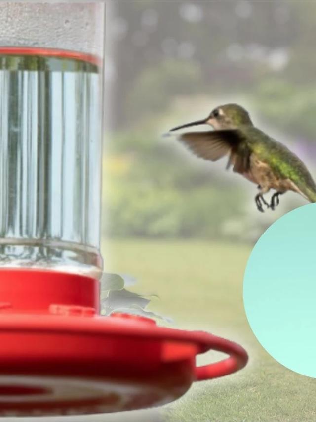 Best Practices for Setting Up a Hummingbird Feeder in Your Garden