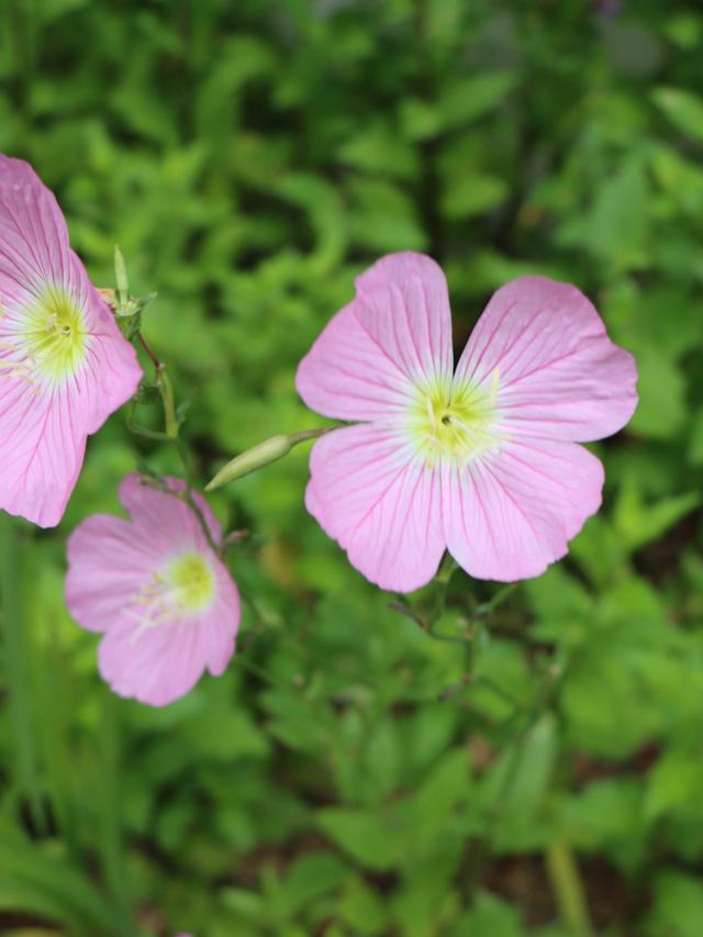 Best Summer-Blooming Perennials for Cut Flowers