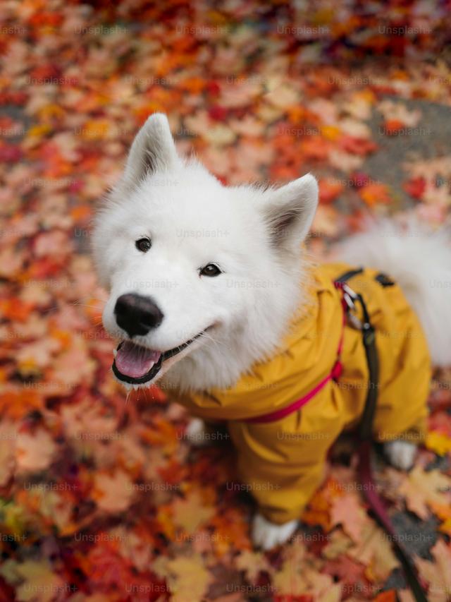 Best Winter Coats for Dogs