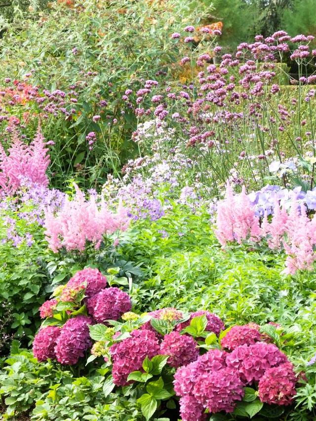 Beyond Annuals: Discovering Perennial Flower Power