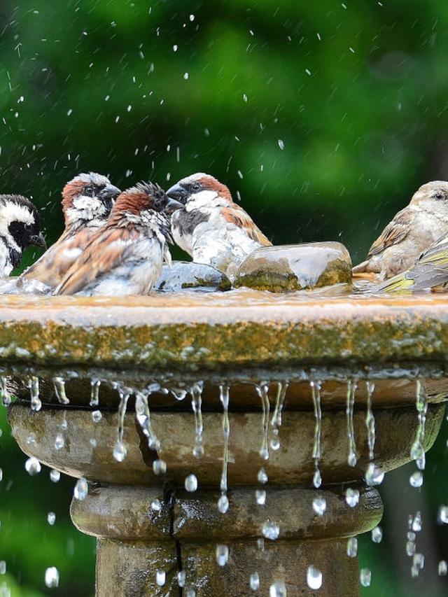 Bird Bath Accessories to Enhance Bird Attraction