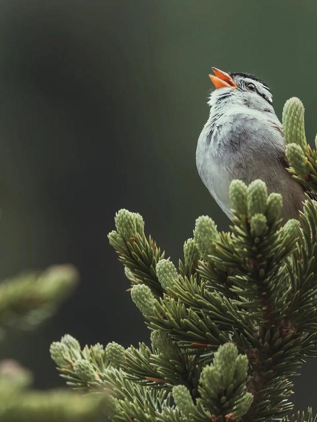 Bird Identification Apps That Work Offline: Best Picks for Remote Locations