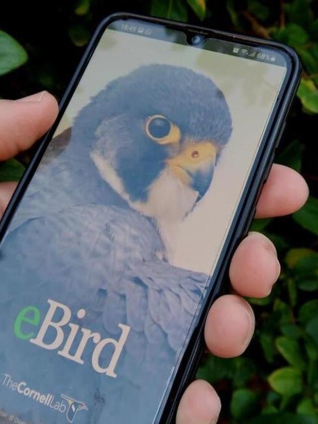 Bird Identification Apps for Urban Bird Watchers