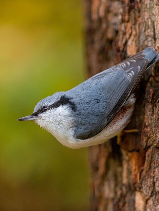 Bird Identification Apps with the Best Image Recognition Technology