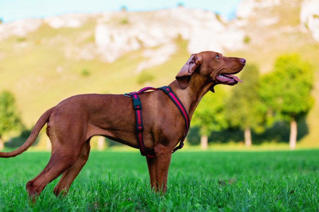 Dog Breeds That Are Known for Their Noses