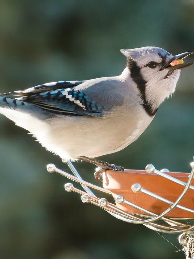 Blue Jays: Lifespan and Factors Affecting Their Longevity