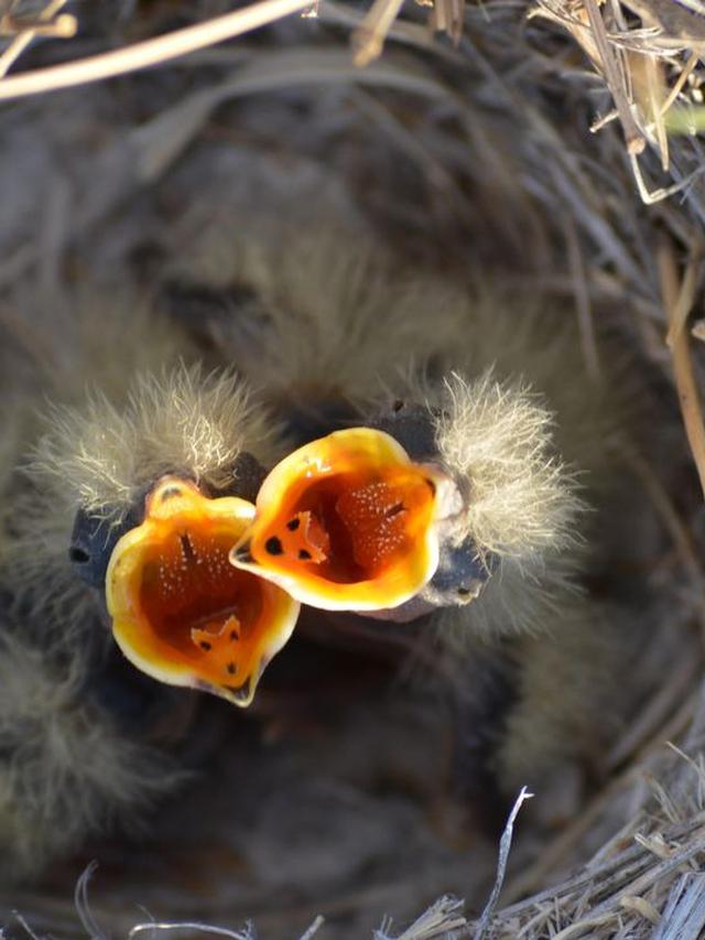 Caring for Injured Birds at Home: When and How to Do It