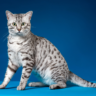 The Diverse World of Domestic Cats