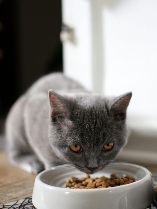 Cat Nutrition Essentials