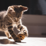 Popular Cat Breeds for Every Pet Lover