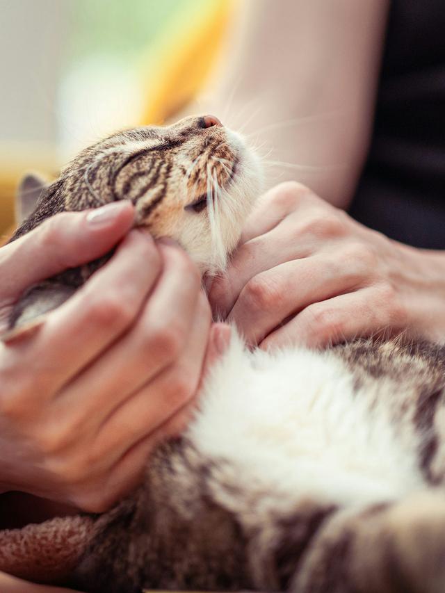 Cats and Human Bonding