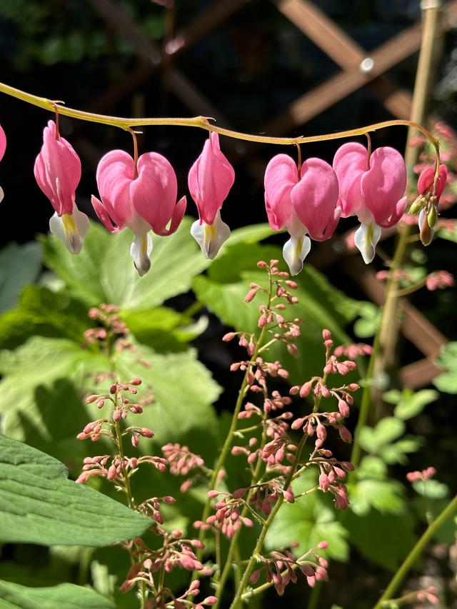 Choosing heat-tolerant annuals to complement shade-loving perennials.