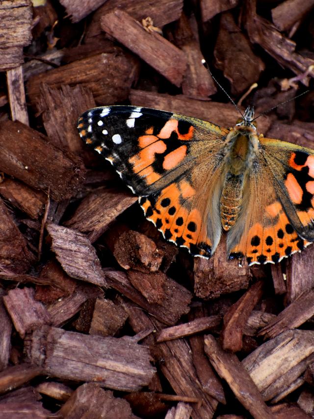 Choosing the Best Mulches and Ground Covers for a Butterfly Garden