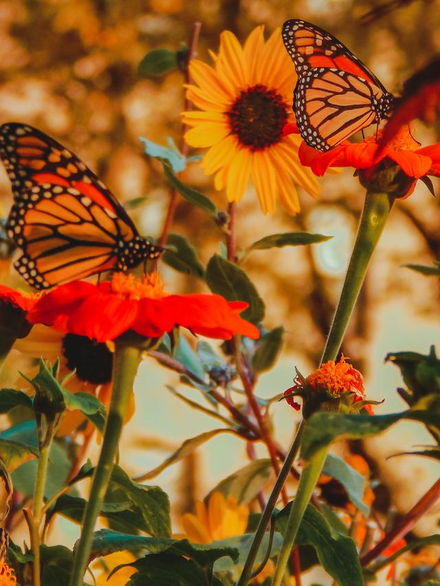 Choosing the Best Plants and Flowers for a Thriving Butterfly Garden