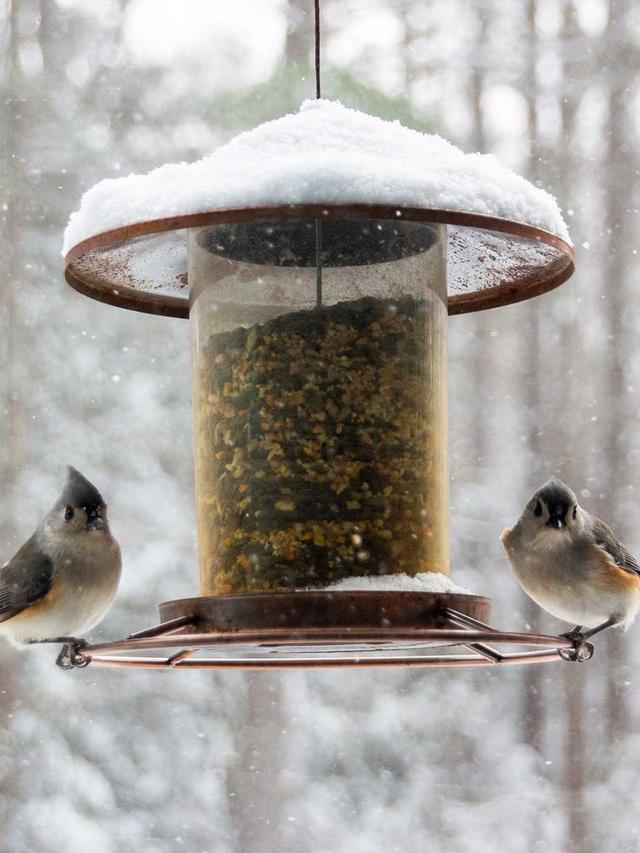 Choosing the Best Seeds and Suet for a Bird-Friendly Winter Garden