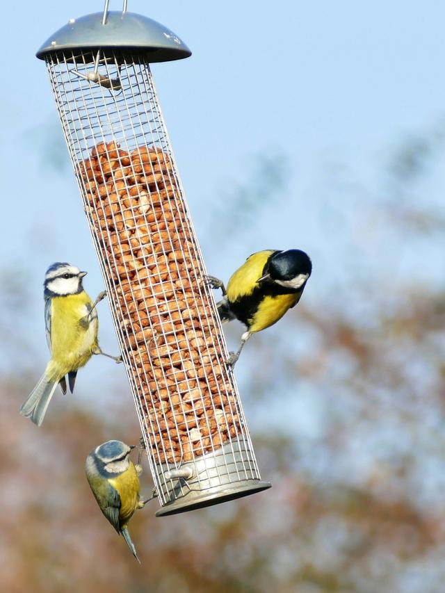 Choosing the Right Bird Feeders for a Winter Garden