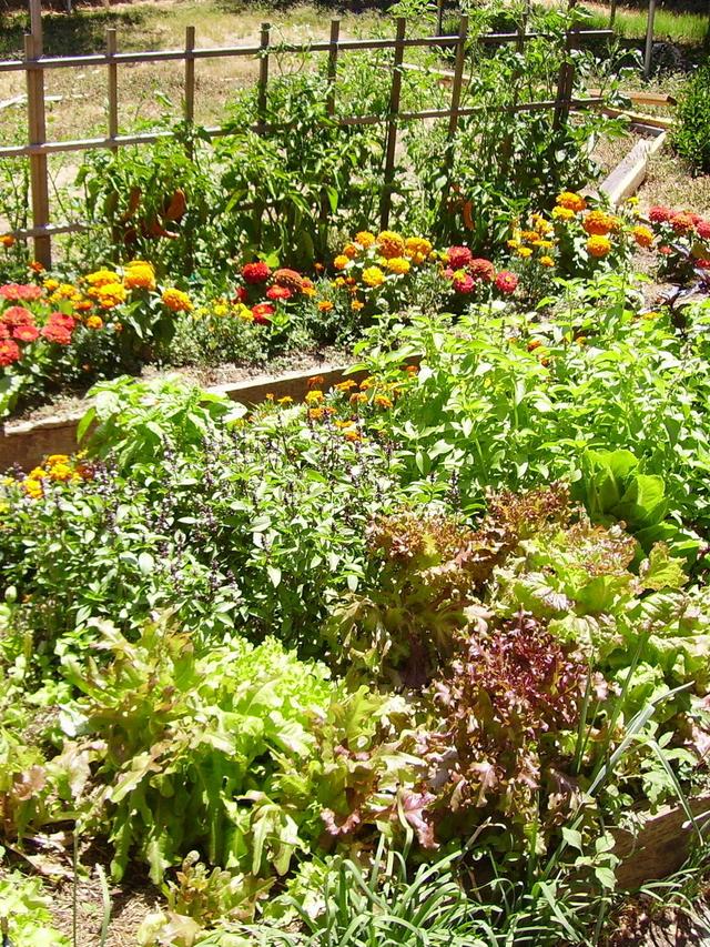 Companion planting: selecting perennials that complement trees and shrubs.