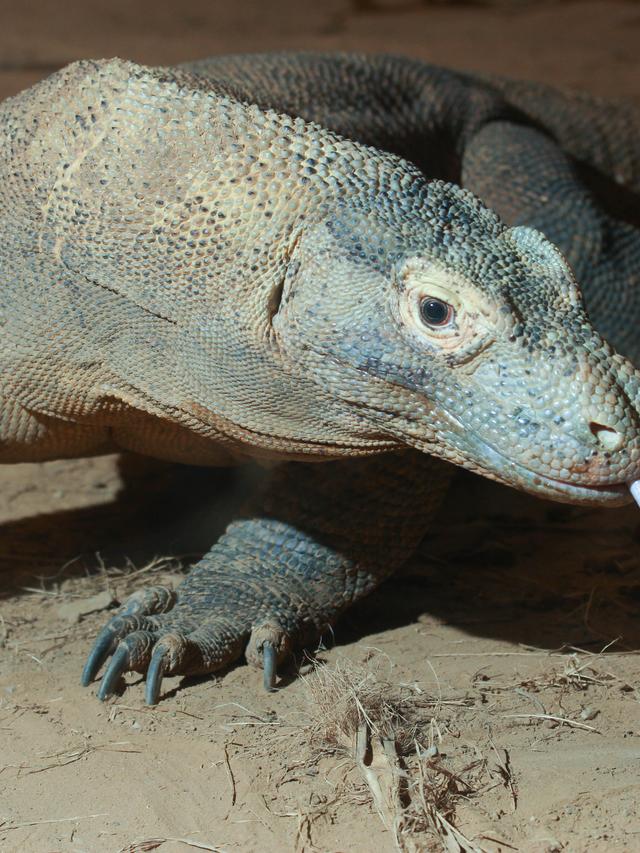 Comparing Communication Methods of Komodo Dragons and Other Reptiles