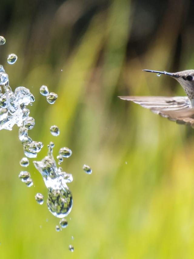 Creating Hummingbird-Friendly Water Features in Your Garden