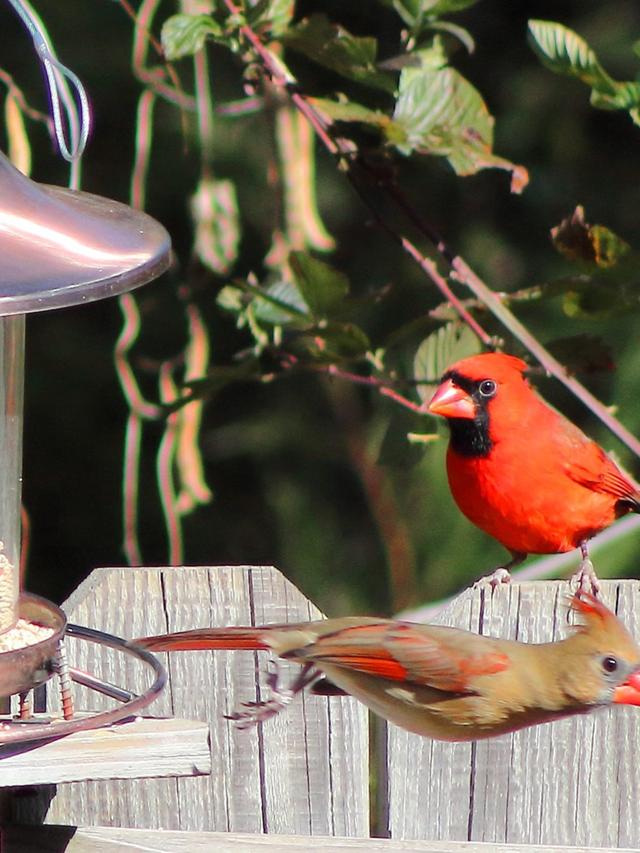 Creating a Bird-Friendly Winter Garden in Urban Areas