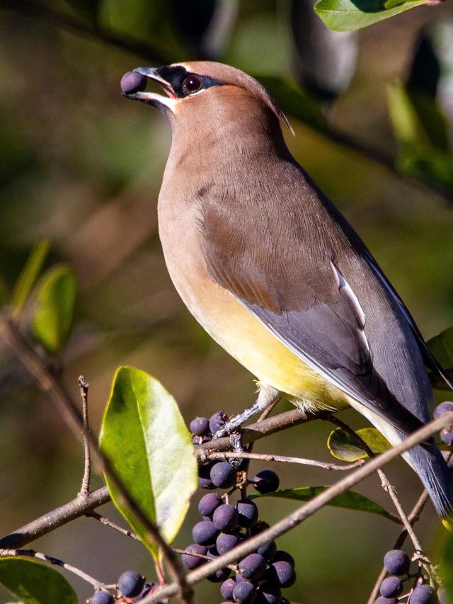 Creating a Bird-Friendly Winter Garden with Berry-Producing Plants